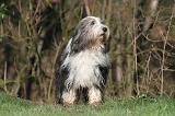 BEARDED COLLIE 370